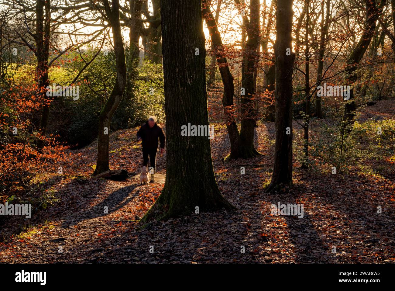 Chesham Woods Nature Reserve Stock Photo