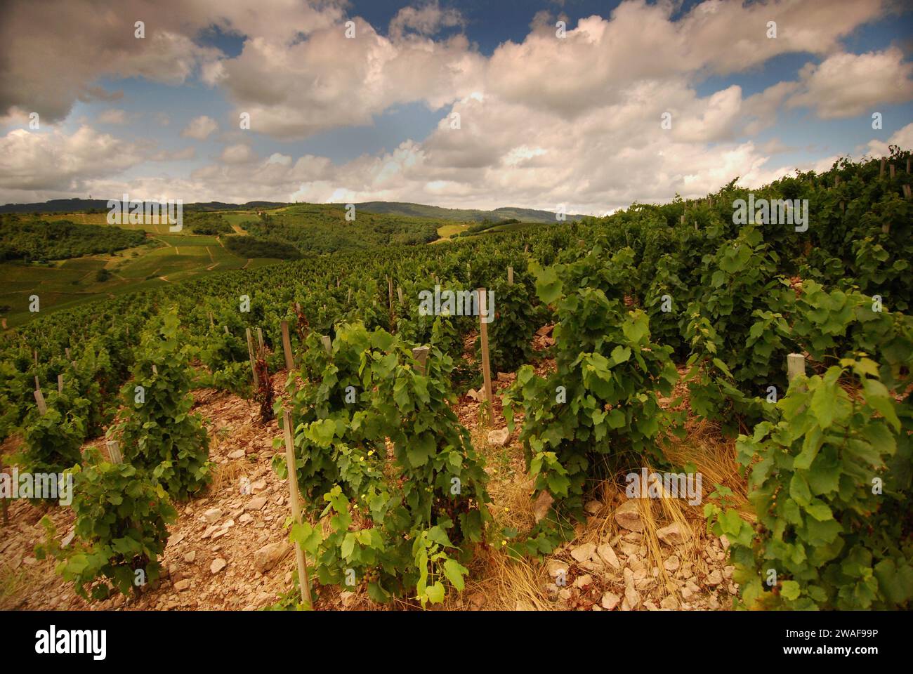 Vineyards in the Fleurie Region, Beaujolais, France Stock Photo