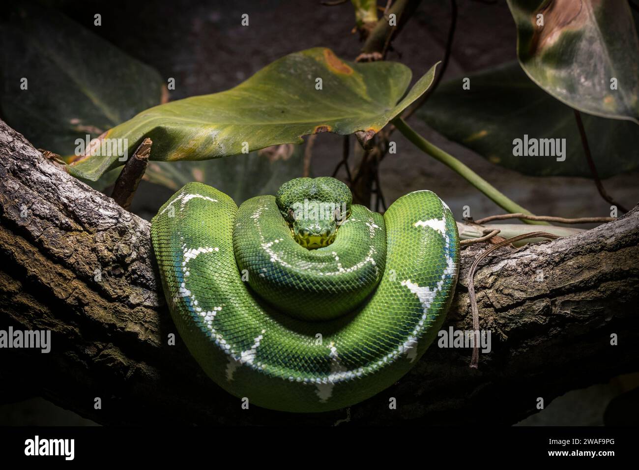 serpent vert enroulé posé sur une branche Stock Photo
