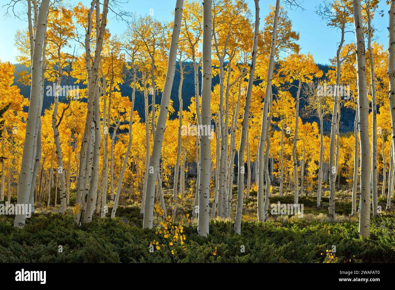 Aspens 'Pando Clone' originating from a single genetic marker, Fishlake National Forest at an elevation of 8848 ft. Wasatch Mountain Range, Utah. Stock Photo