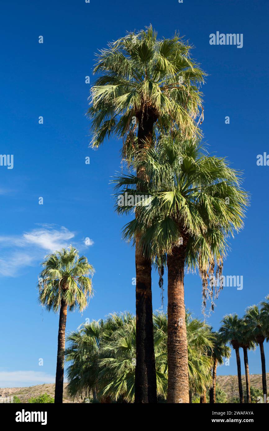 Palm grove, Warm Springs Natural Area, Nevada Stock Photo