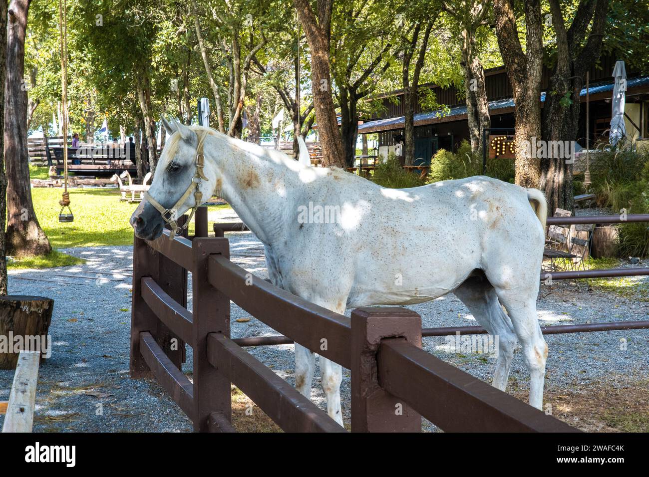 Farm or Ranch with horses and vintage electric cars in Khao Yai ...