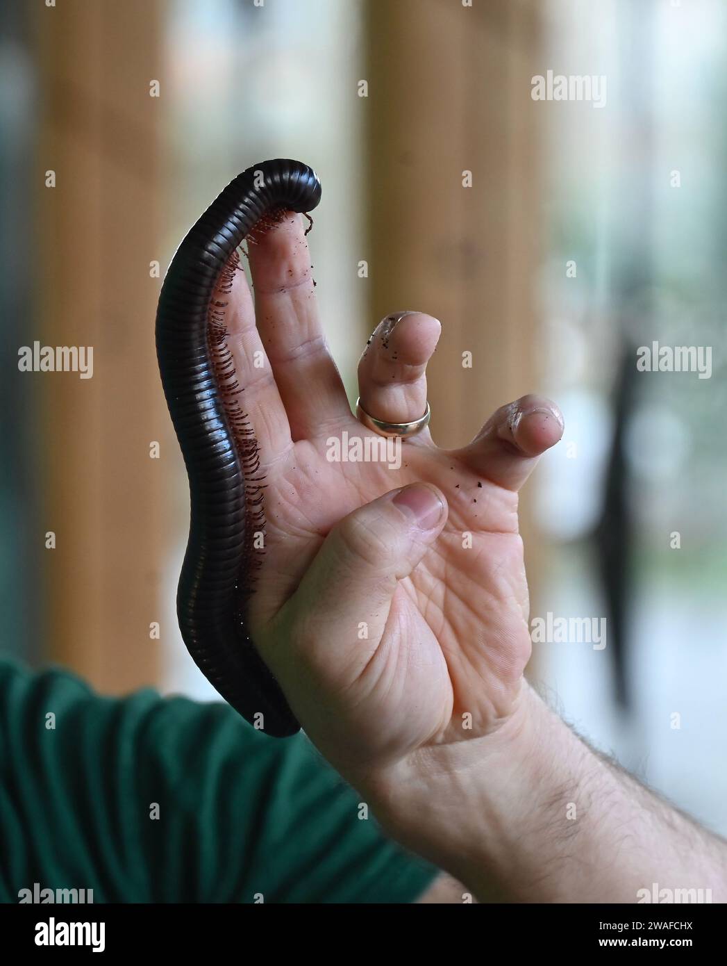 Archispirostreptus gigas, known as the giant African millipede or chongololo, is the largest extant species of millipede, growing up to 33.5 centimetres .Millipedes are a type of organism called a detritivore. Detritivores feed on dead and decaying organic matter within their habitat. This organic matter could be things such as decaying trees, logs, and plants. All of these items are nutrient-rich for a millipede and make up most of their diet. Stock Photo