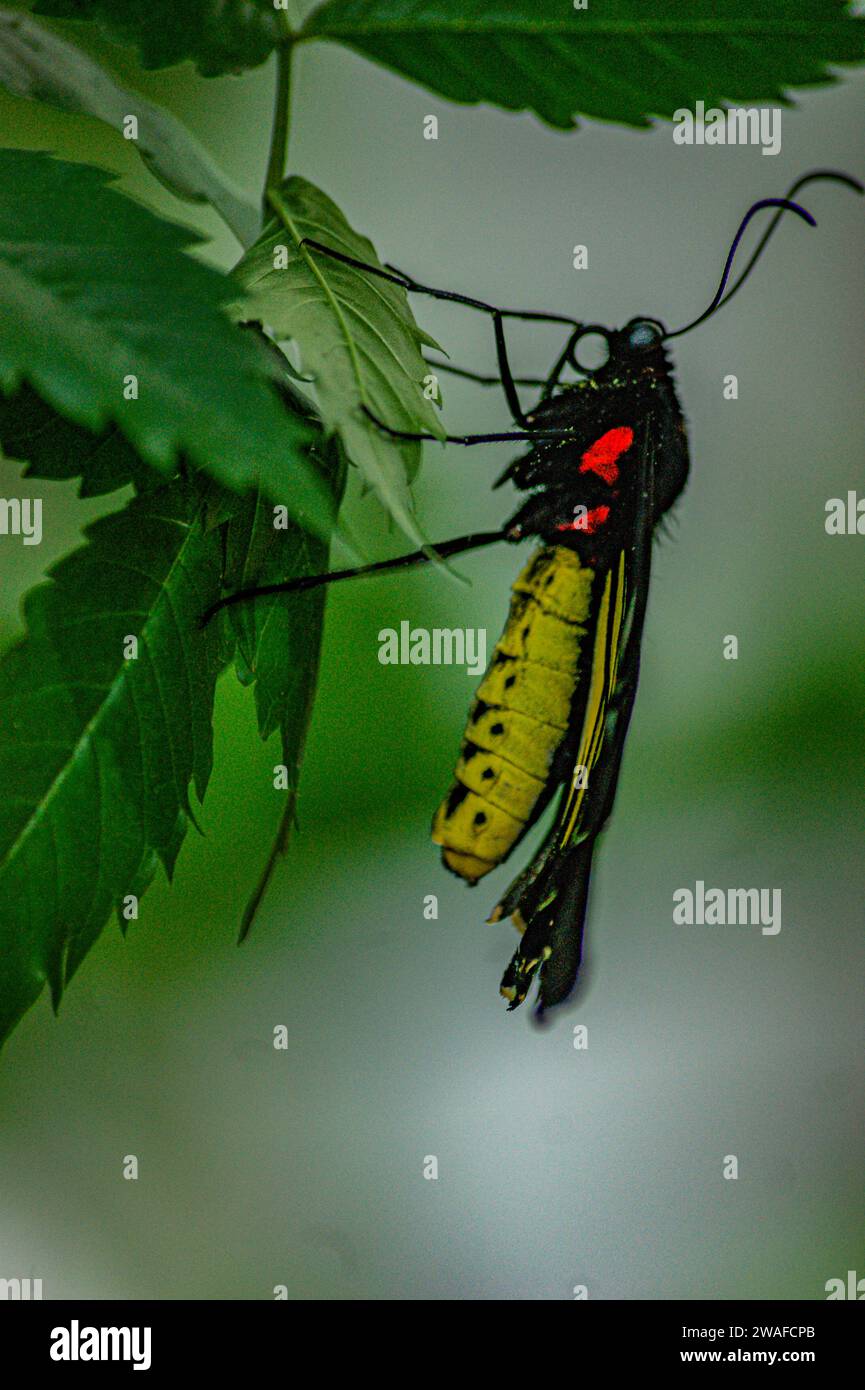 Plant insert hi-res stock photography and images - Alamy