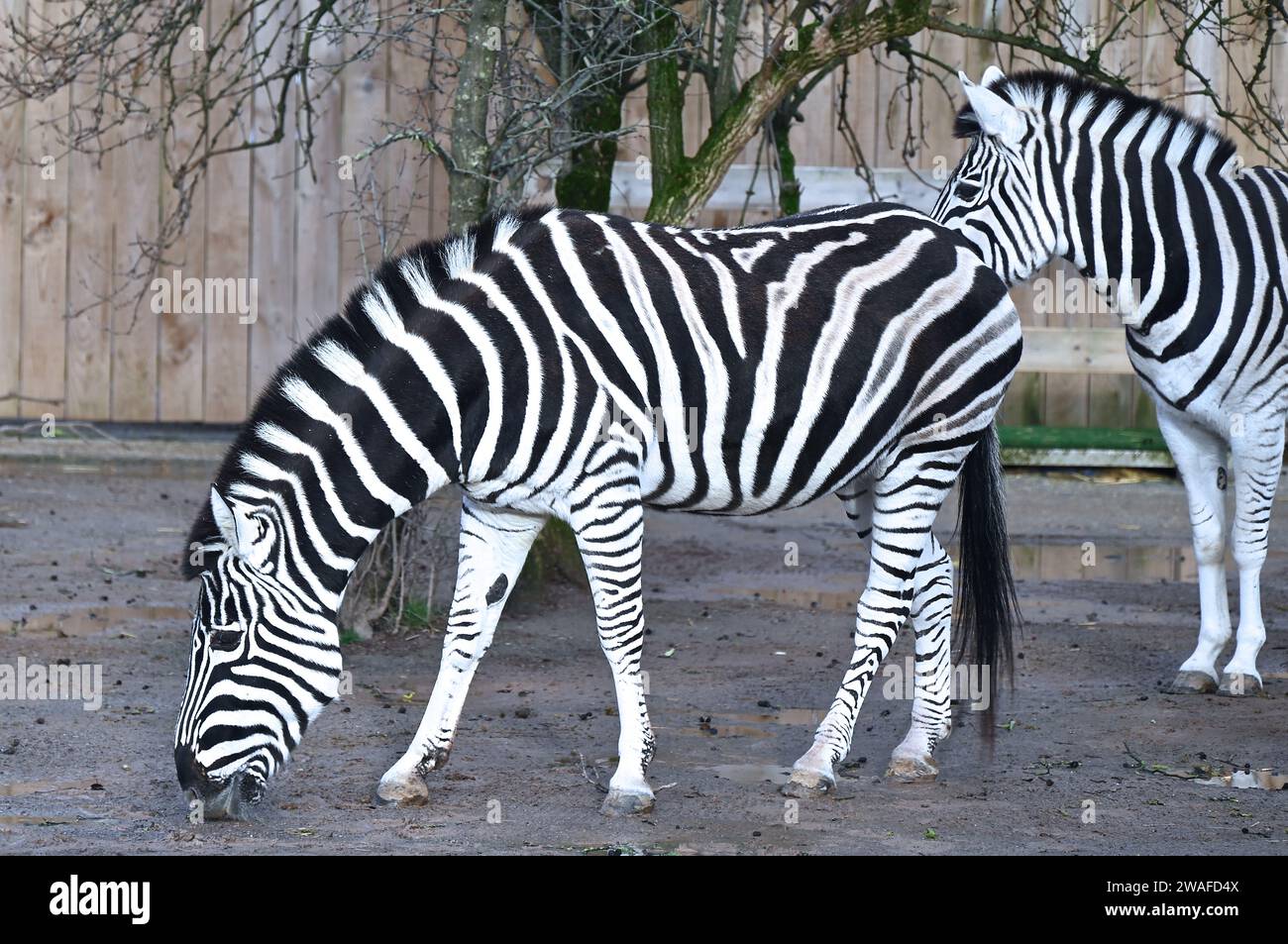 The Chapman’s zebra is a medium subspecies of the zebra group. With some of the most famously patterned coats in the world, no two zebras ever have the same stripe pattern, and Chapman's zebras have faint brown stripes between their black stripes.  Zebras may have evolved stripes for social recognition or to confuse and dazzle predators such as lions. Stock Photo