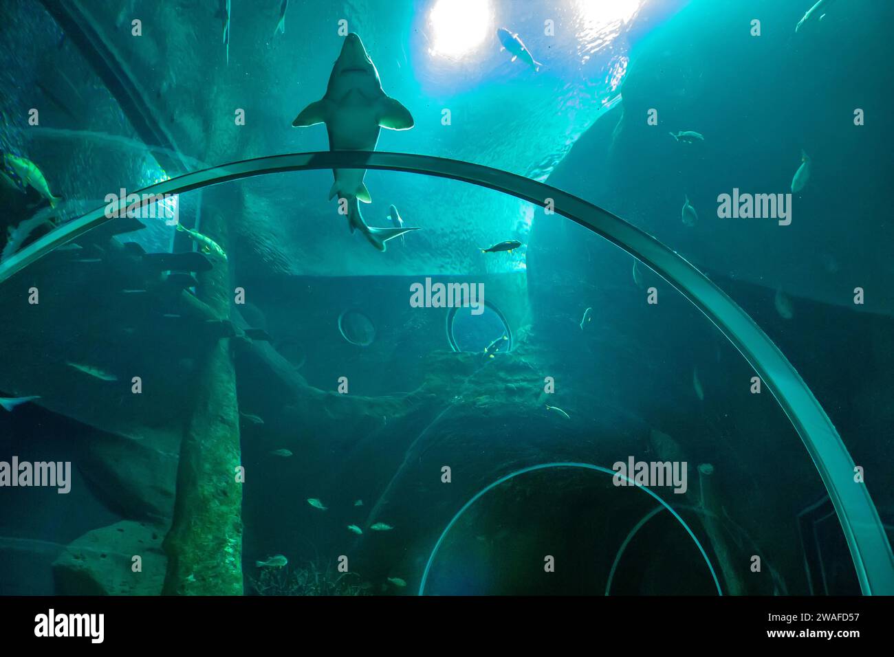 American paddlefish, Polyodon spathula in freshwater aquarium in Lausanne in Switzerland Stock Photo
