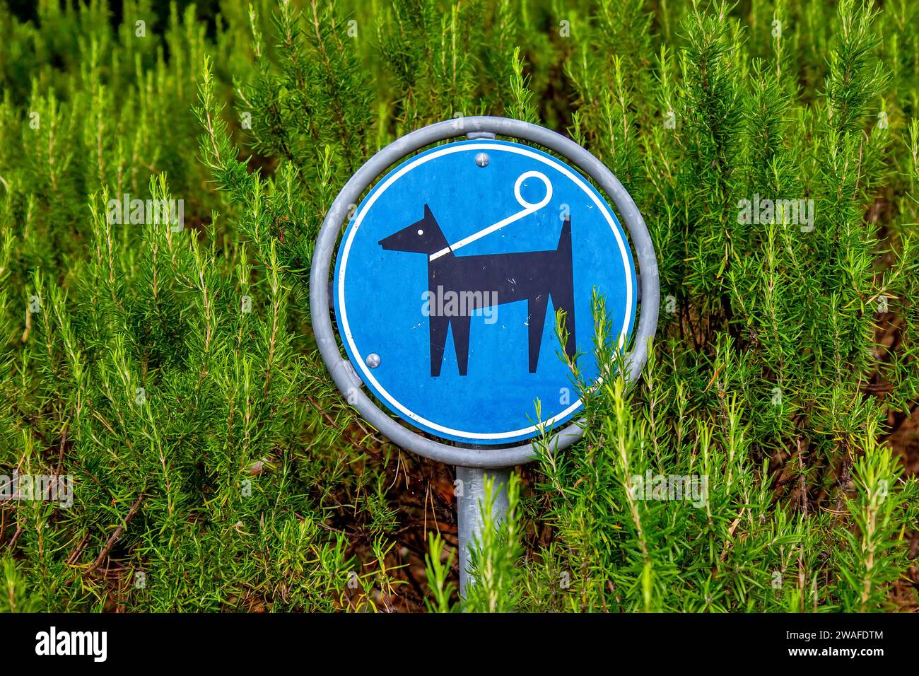 Sign in the park - Alowed for dogs Stock Photo