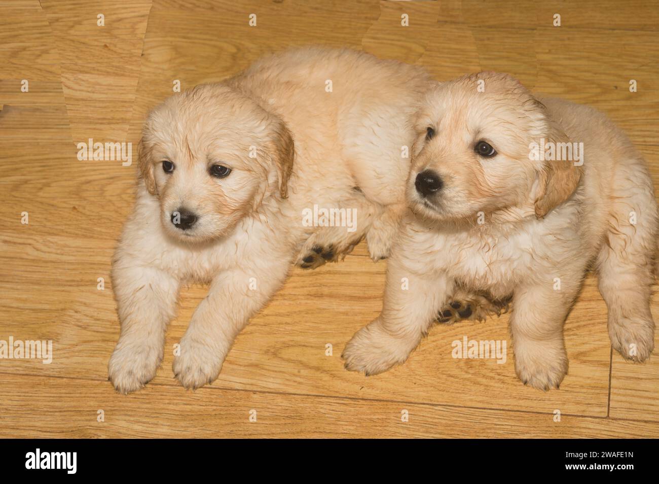 Two slightly damp young golden retriever puppies sit on a wooden floor Stock Photo