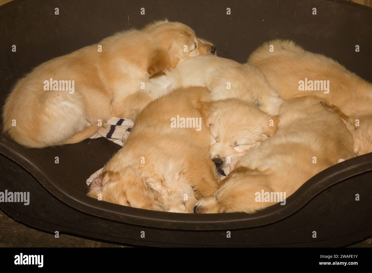 Five young golden retrievers sleep contentedly in a dog basket digesting their latest meal Stock Photo