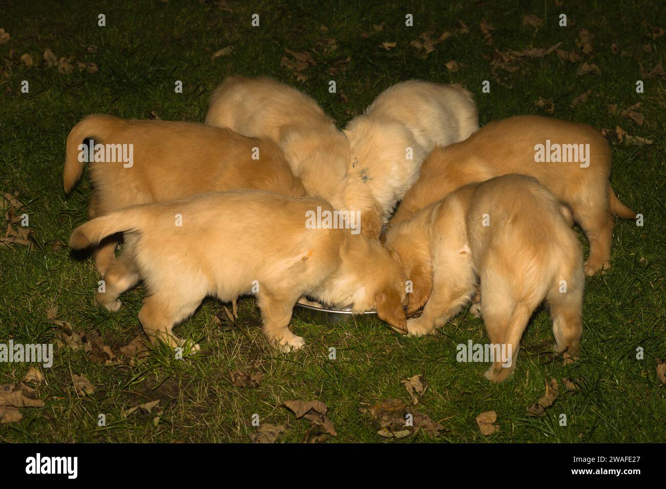 Six golden retriever puppies enjoy an evening feed from a communal metal bowl on the grass Stock Photo