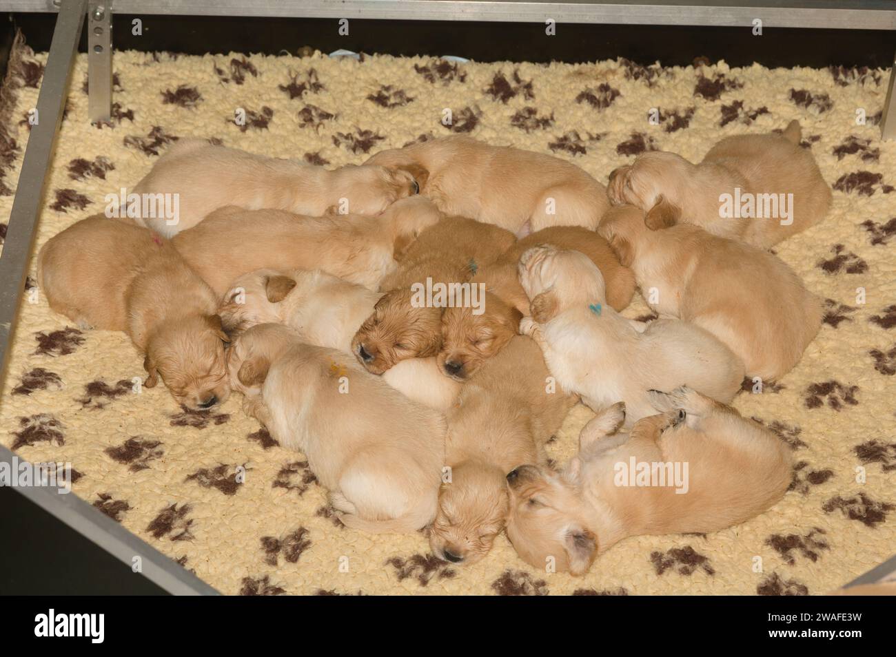 Puppies on mat hires stock photography and images Alamy
