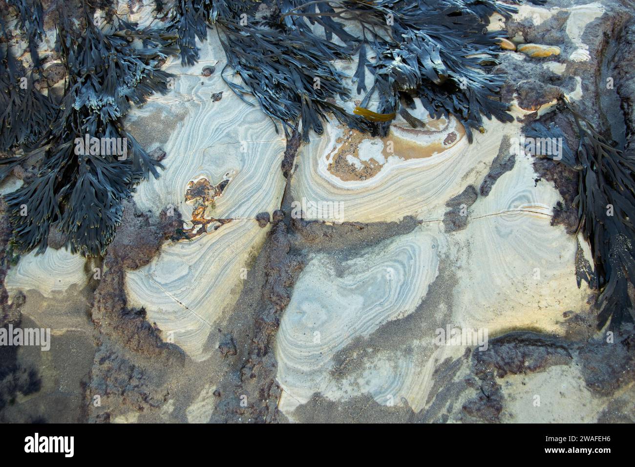 sedimentary layers of rock on the wave-cut platform erode at a slightly uneven rate, resulting in an abstract patterns showing the fine layers of rock Stock Photo