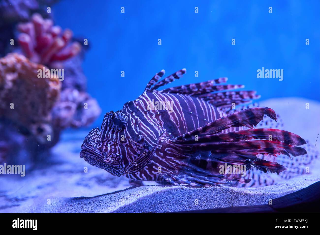 Colorful Fishes in the Aquarium Stock Photo