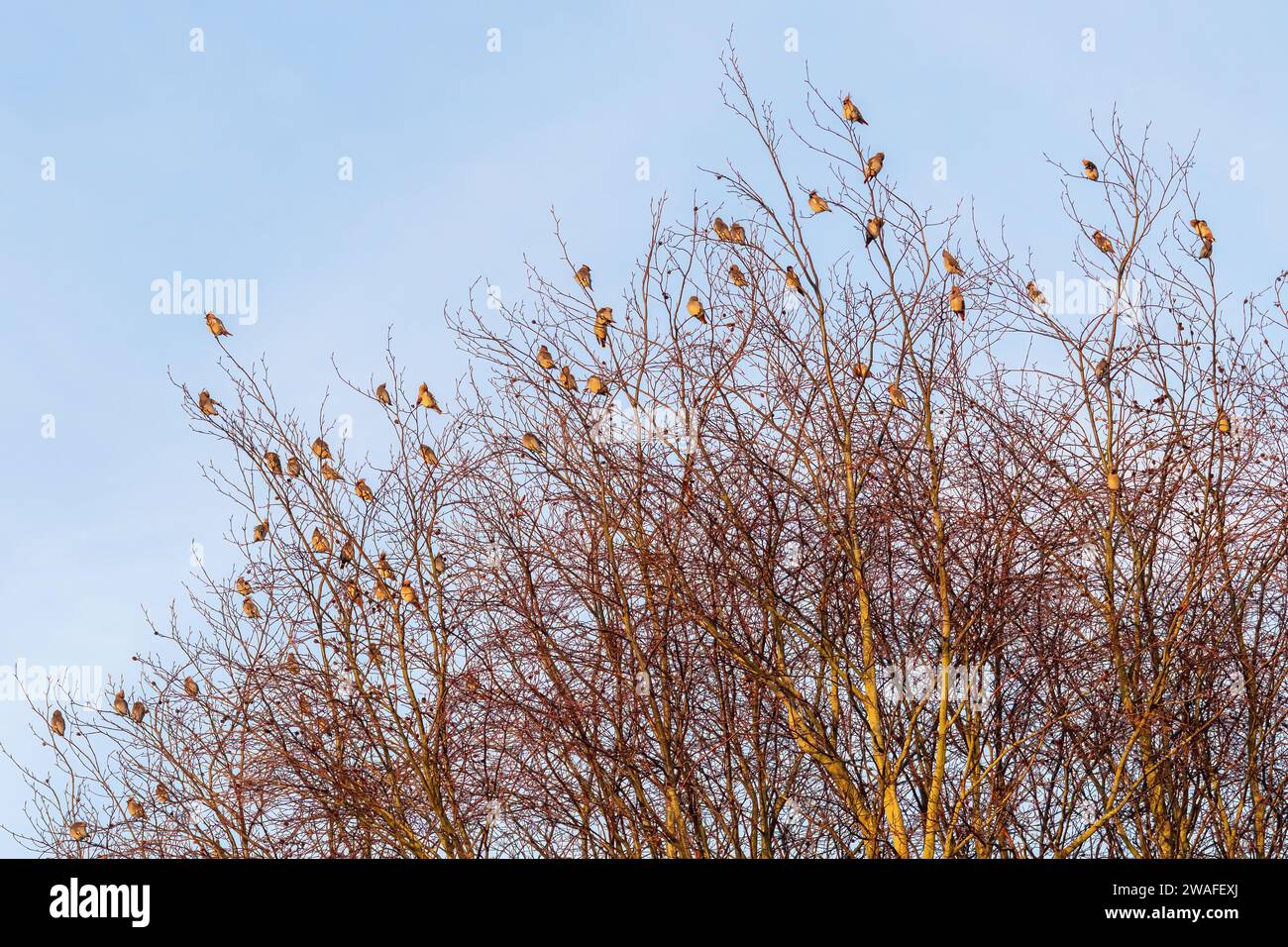 Waxwings (Bombycilla garrulus), a flock of the colourful birds during January 2024, a major irruption year for the winter migrant, England, UK Stock Photo