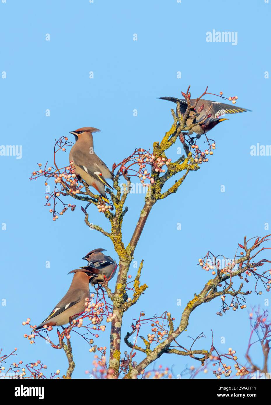 Waxwings (Bombycilla garrulus) feeding on white rowan tree berries during January 2024, a major irruption year for the winter migrant, England, UK Stock Photo