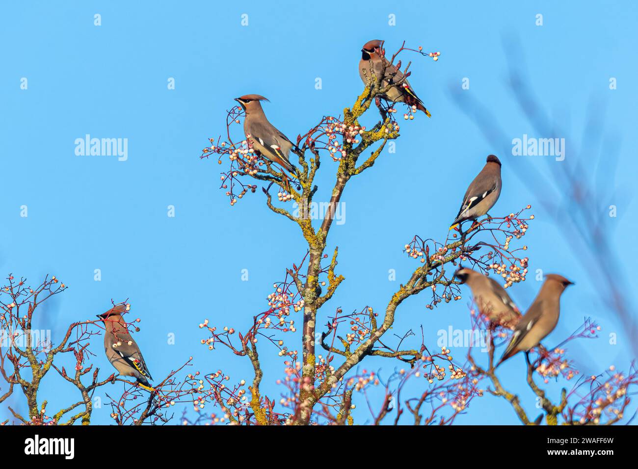 Waxwings (Bombycilla garrulus) feeding on white rowan tree berries during January 2024, a major irruption year for the winter migrant, England, UK Stock Photo