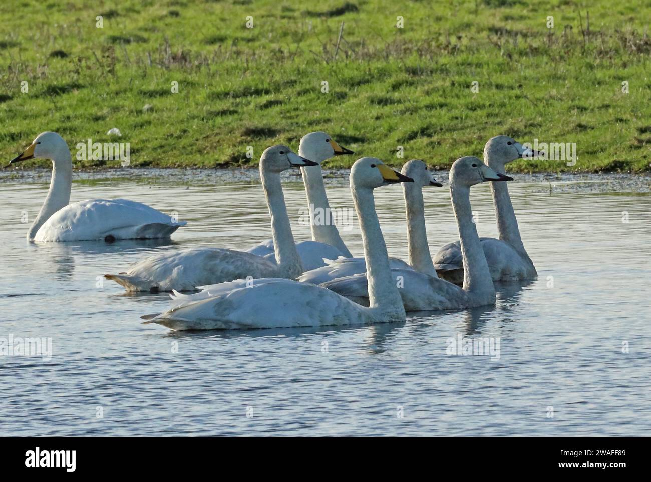 Whooper Swan (Cygnus cygnus) family party on flood in field  Eccles-on-Sea, Norfolk, UK.     December Stock Photo