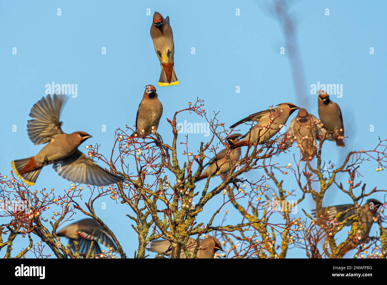 Waxwings (Bombycilla garrulus) flying into a rowan tree during January 2024, a major irruption year for the winter migrant, England, UK Stock Photo