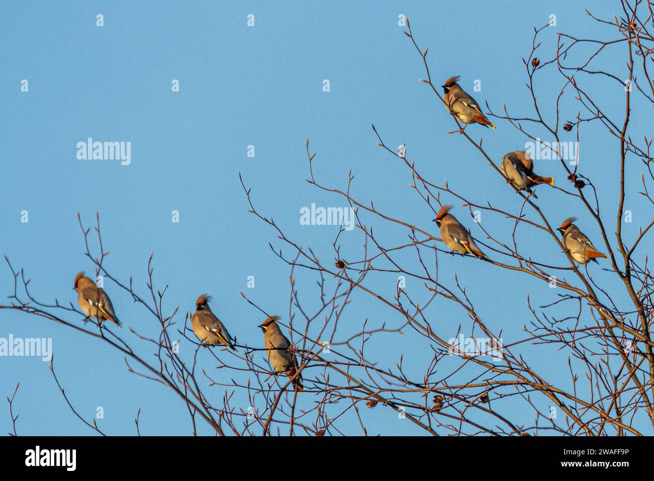 Waxwings (Bombycilla garrulus), several of the colourful birds during January 2024, a major irruption year for the winter migrant, England, UK Stock Photo
