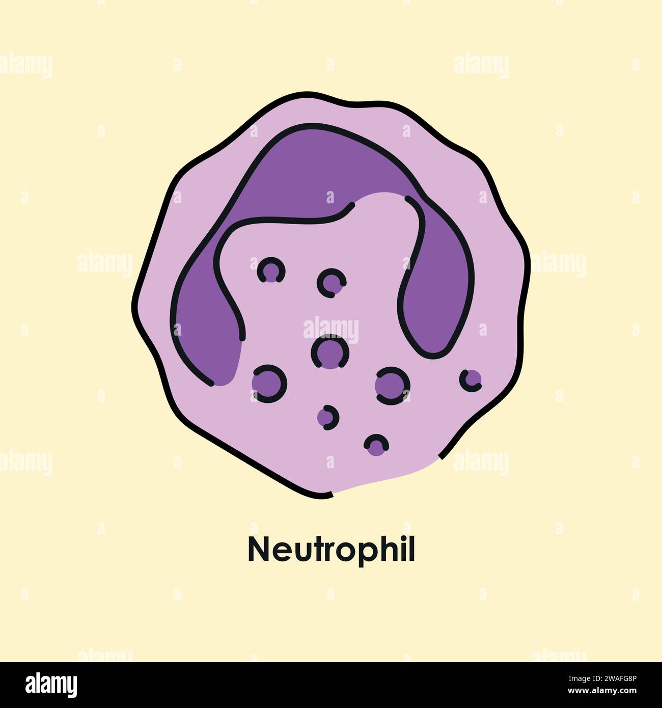 Neutrophil color icon. White blood cells in the blood vessels. Vector
