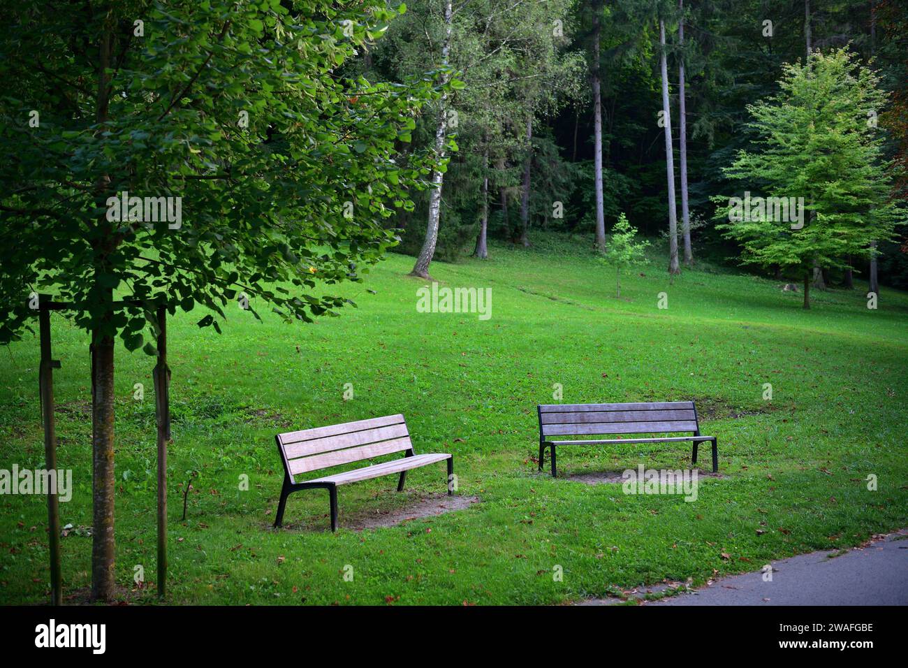 Detail of the rest benches in the spa forest park for visitors Stock ...