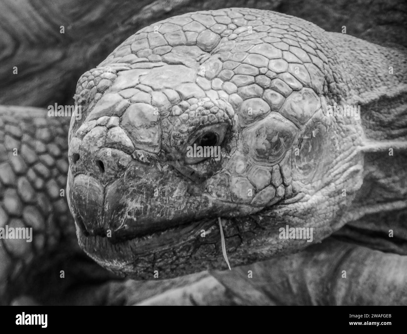 Grassy field habitat Black and White Stock Photos & Images - Alamy