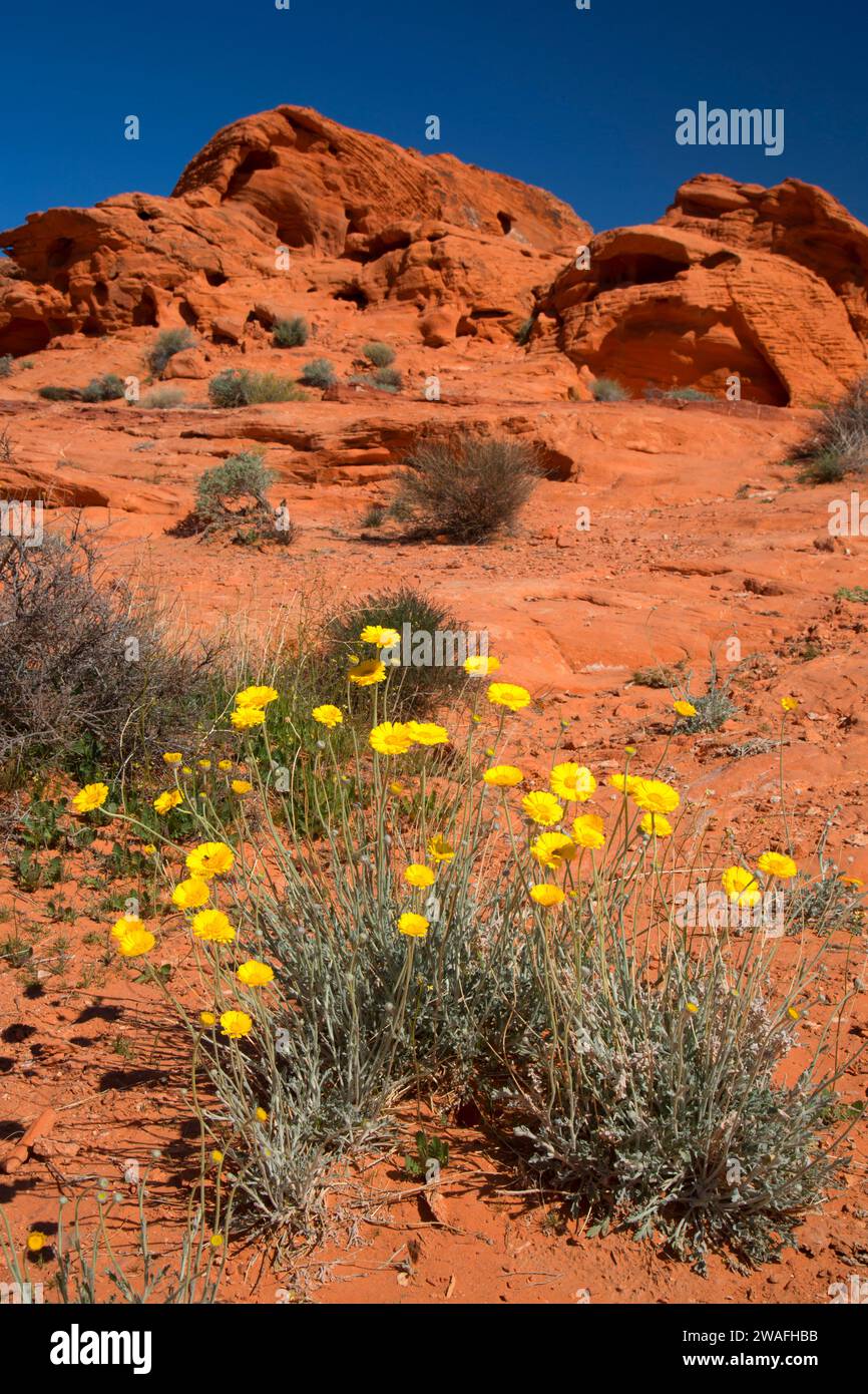 Yellow flowers, Valley of Fire State Park, Nevada Stock Photo