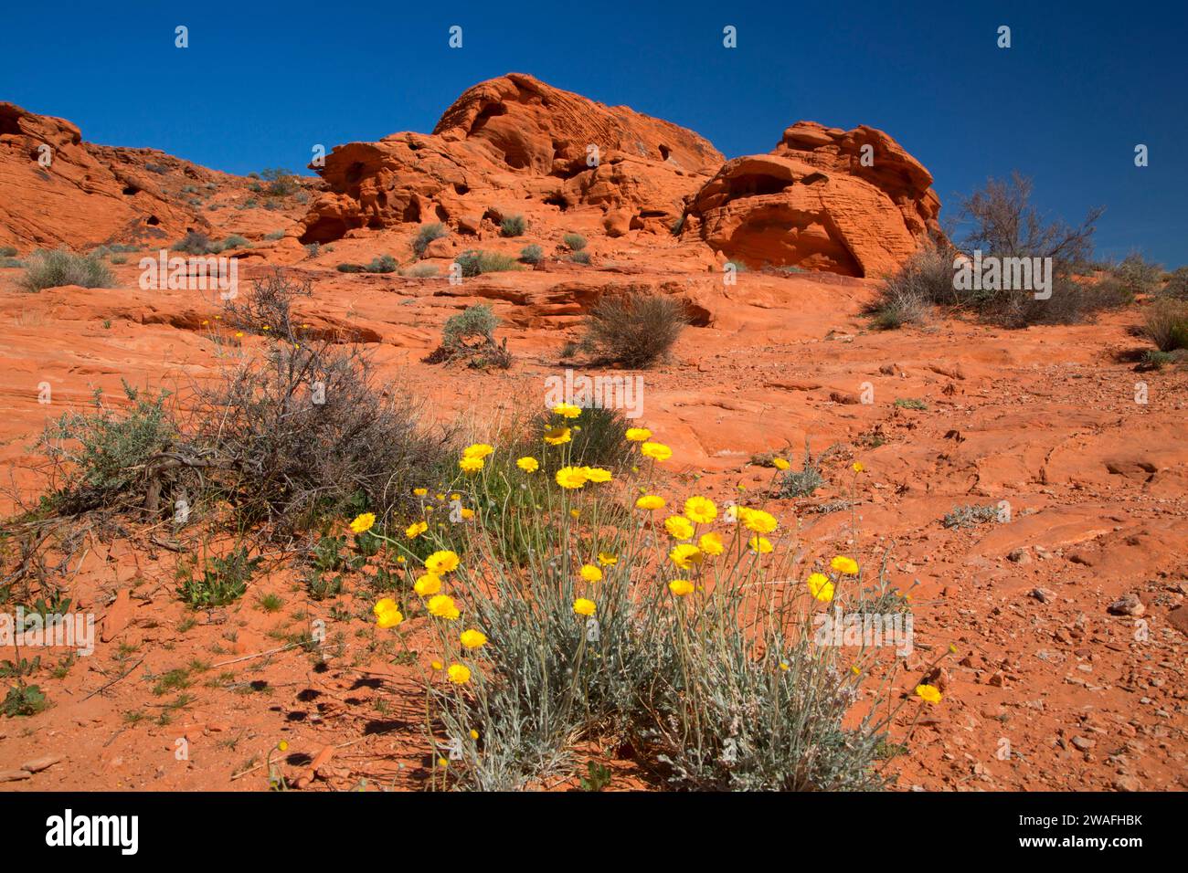Yellow Desert Marigold (Baileya), Valley of Fire State Park, Nevada Stock Photo