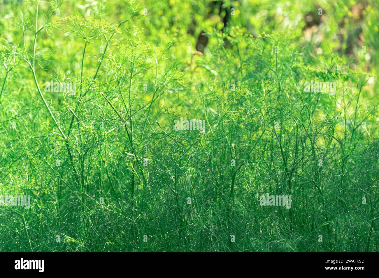 Green organic dill in farmer's garden.Young plants grows in the open ground. Fragrant dill leaf growing. Fresh dill Anethum graveolens growing on the Stock Photo