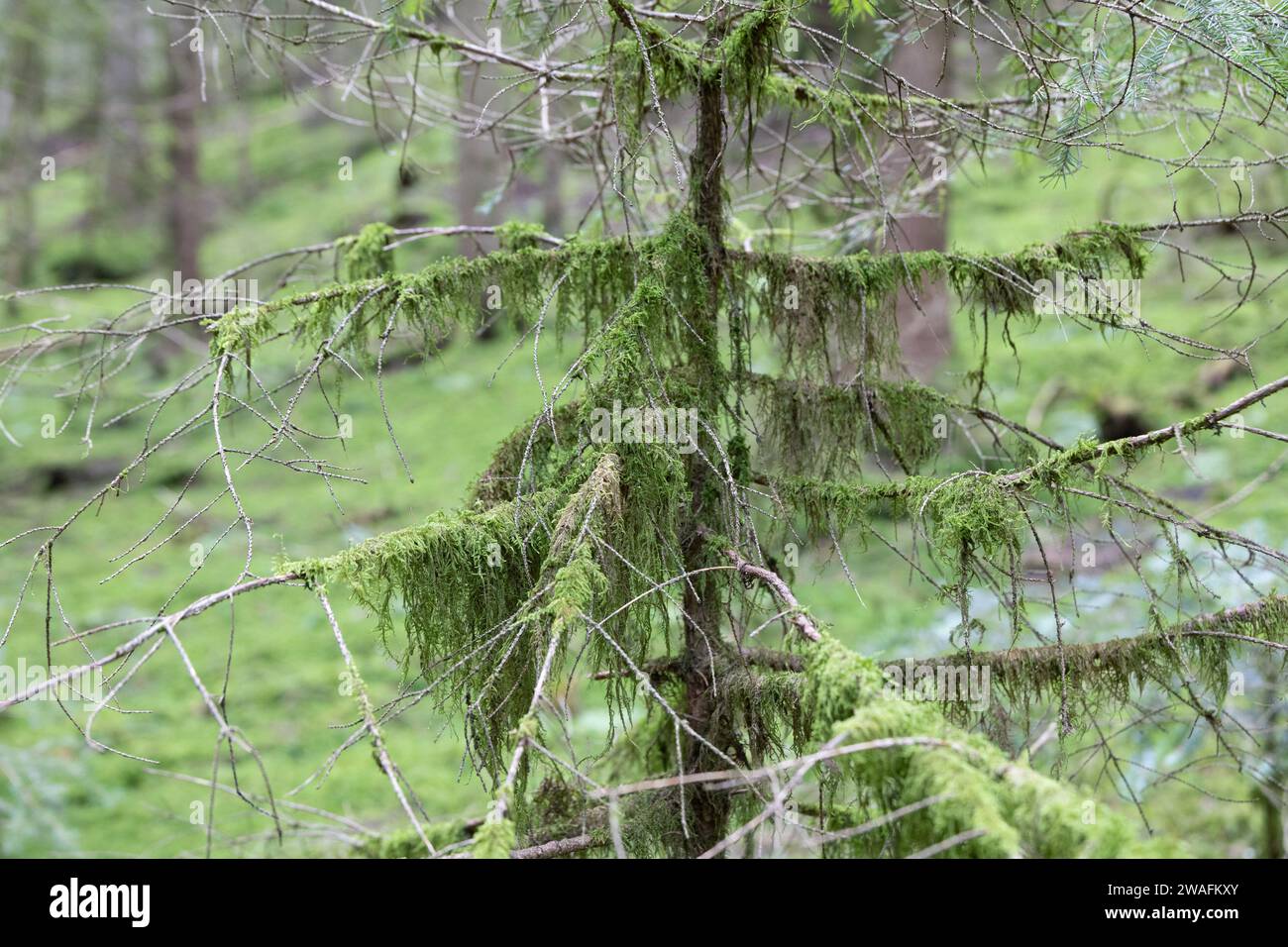 Tranquil Forest Scene with Delicate Moss Blanketing the Trees Stock Photo