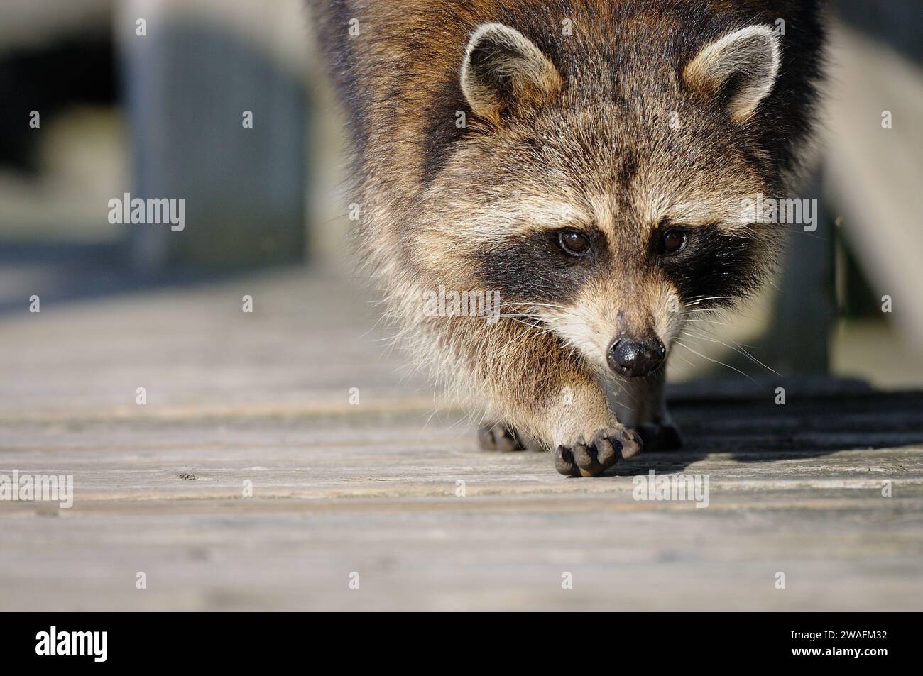 Raccoon walking on a terrage Stock Photo - Alamy