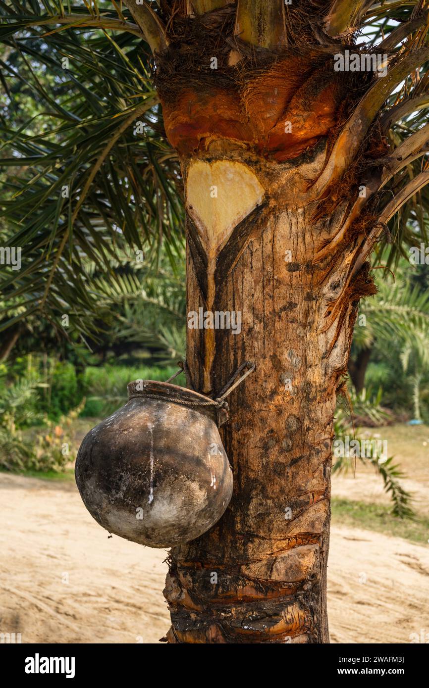 Date palm sap is collected. Collecting palm juice in a clay pot Stock ...