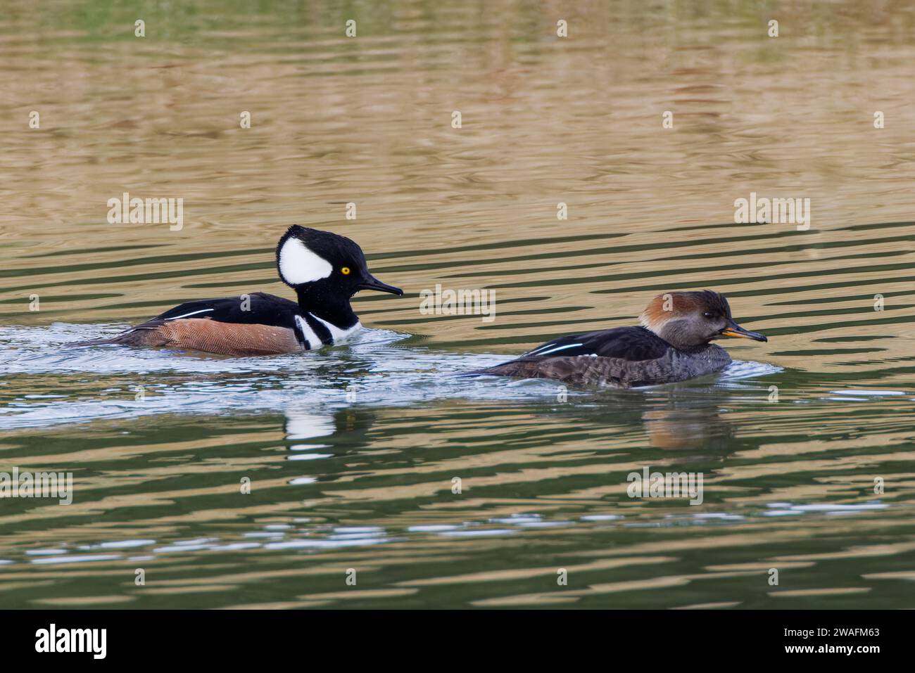 Fish eating duck hi-res stock photography and images - Alamy