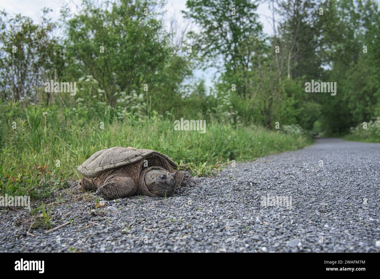 Snapping Turtle in the grass Stock Photo