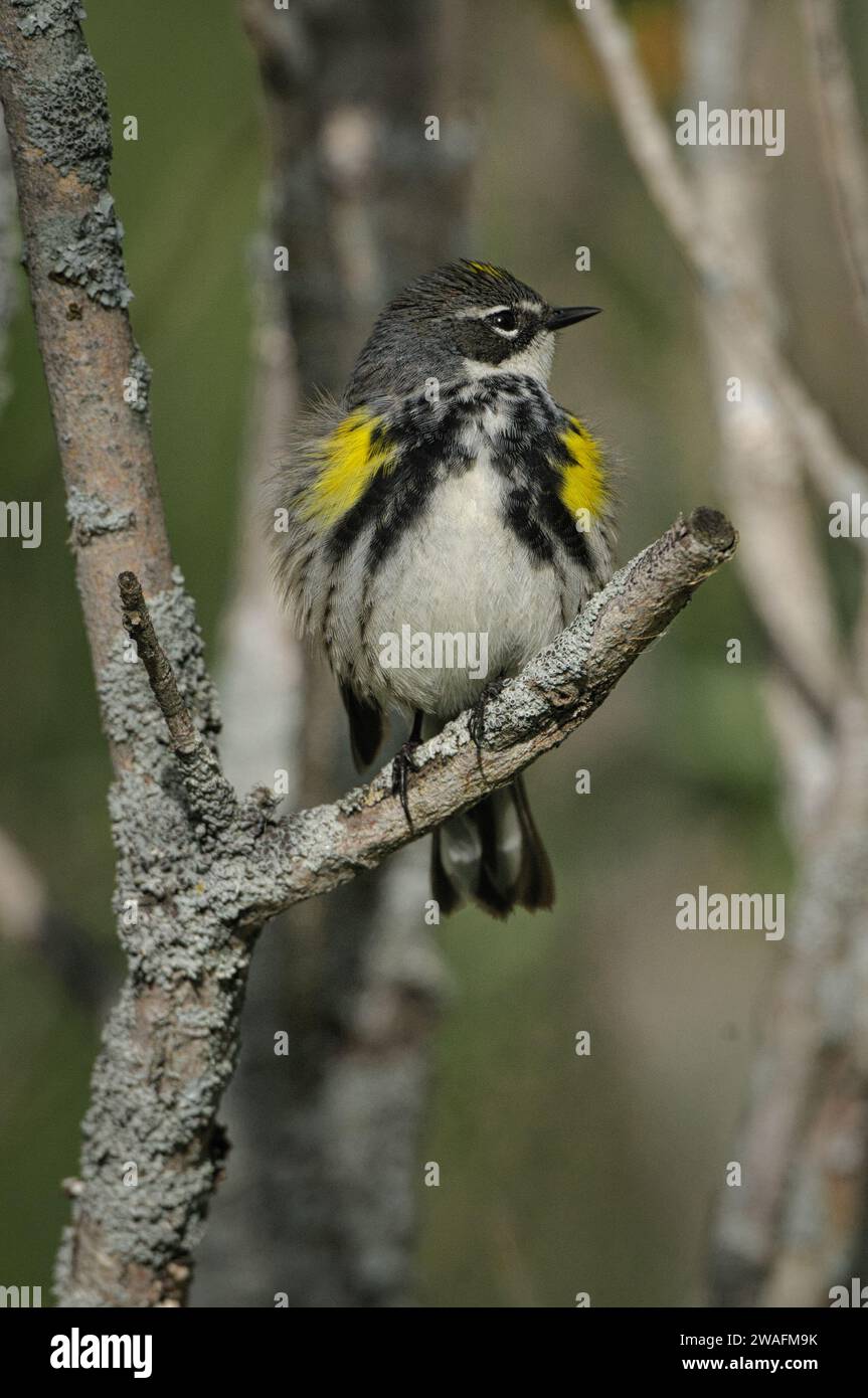 Yellow-rumped Warber perches on a branch on Spring migration Stock Photo