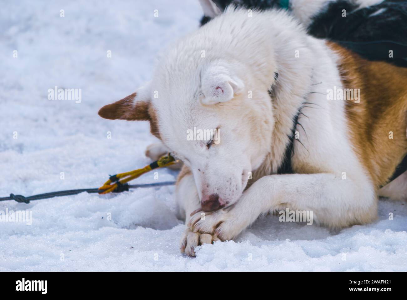 A cute dog sleeping in the snow Stock Photo