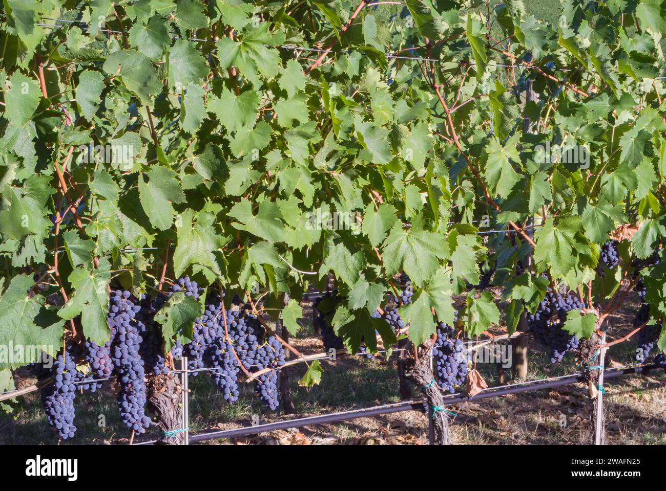 Vine leaves growing over fence hi-res stock photography and images - Alamy