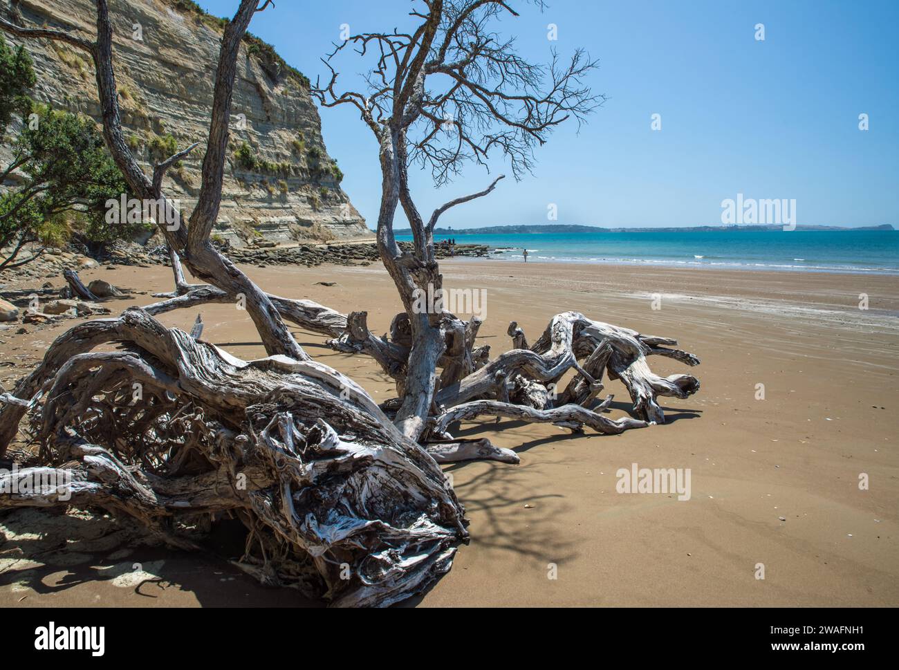 Dead Pohutukawa tree branches (Metrosideros excelsa) on the beach at Long Bay, Hauraki Gulf, Auckland area, New Zealand Stock Photo