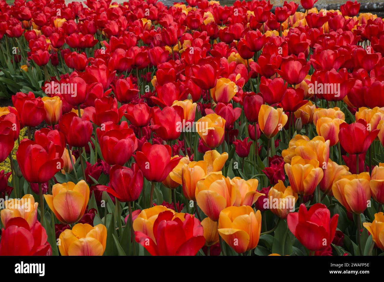 A mass of red and yellow tulips Stock Photo - Alamy