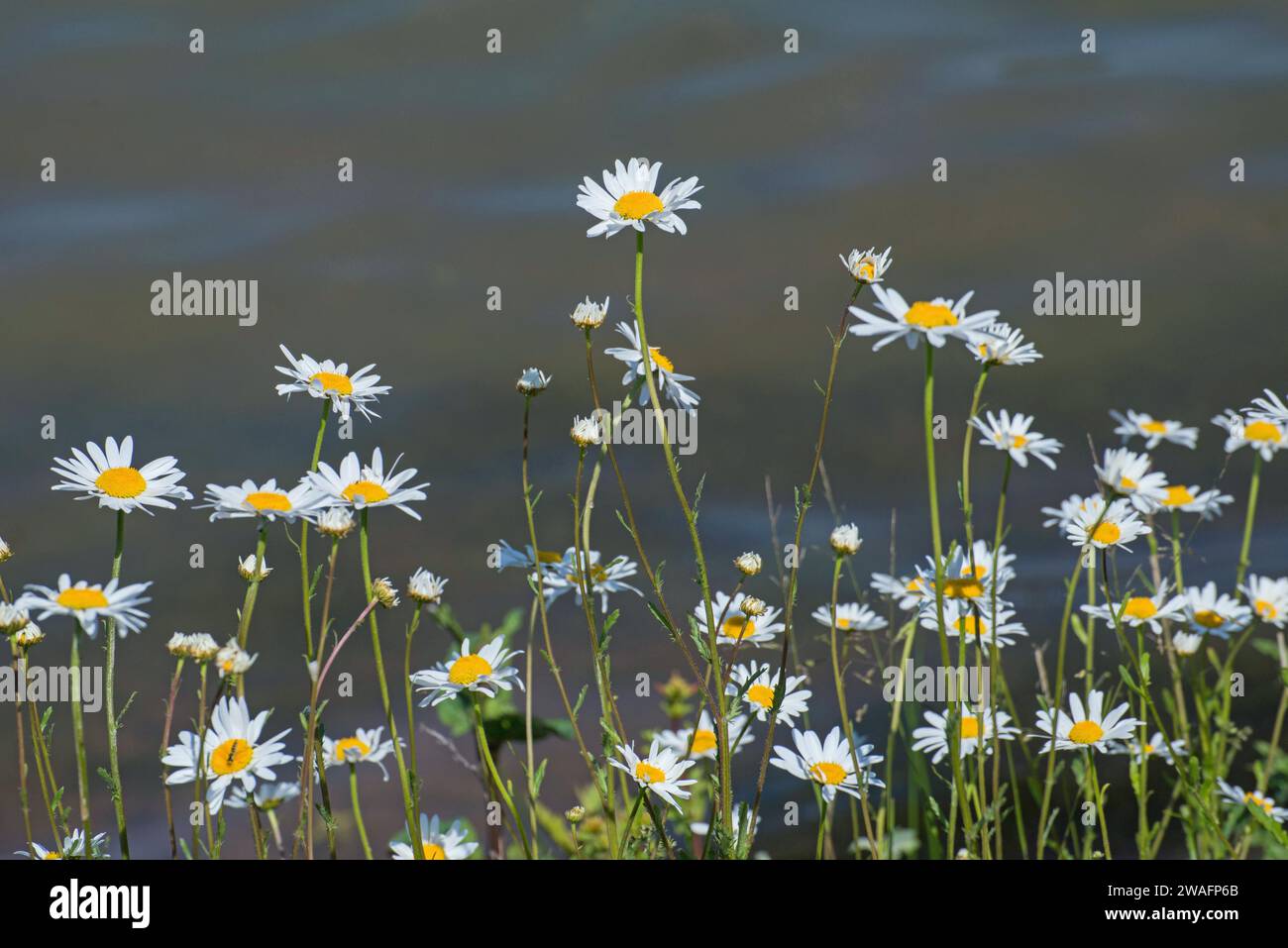 Oxeye Daisies (Leucanthemum vulgare) also known as dog daisies or Oxeye Daisies (Leucanthemum vulgare) also known as dog daisies or