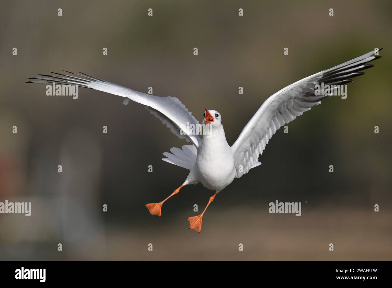 Black-headed Gull - Larus ridibundus Stock Photo