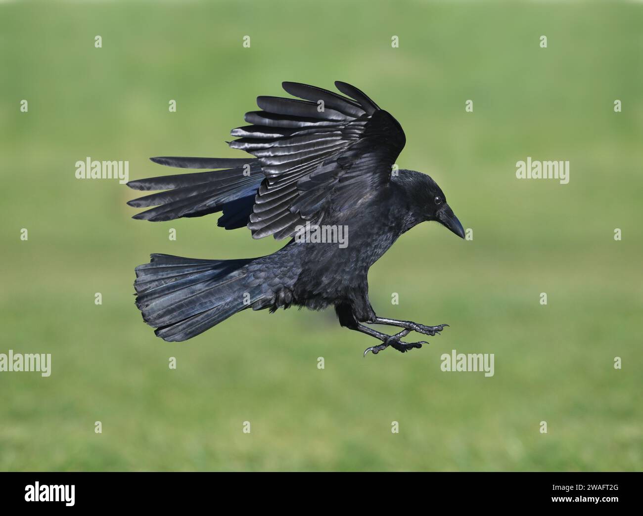 Carrion crow flying uk hi-res stock photography and images - Alamy