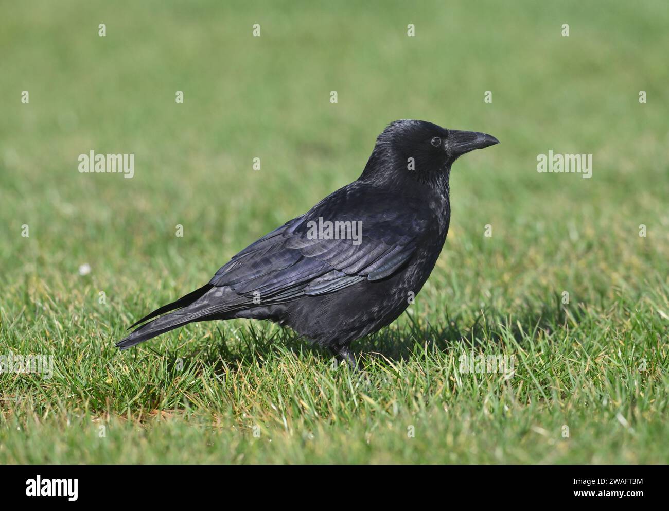 Carrion Crow - Corvus corone corone Stock Photo