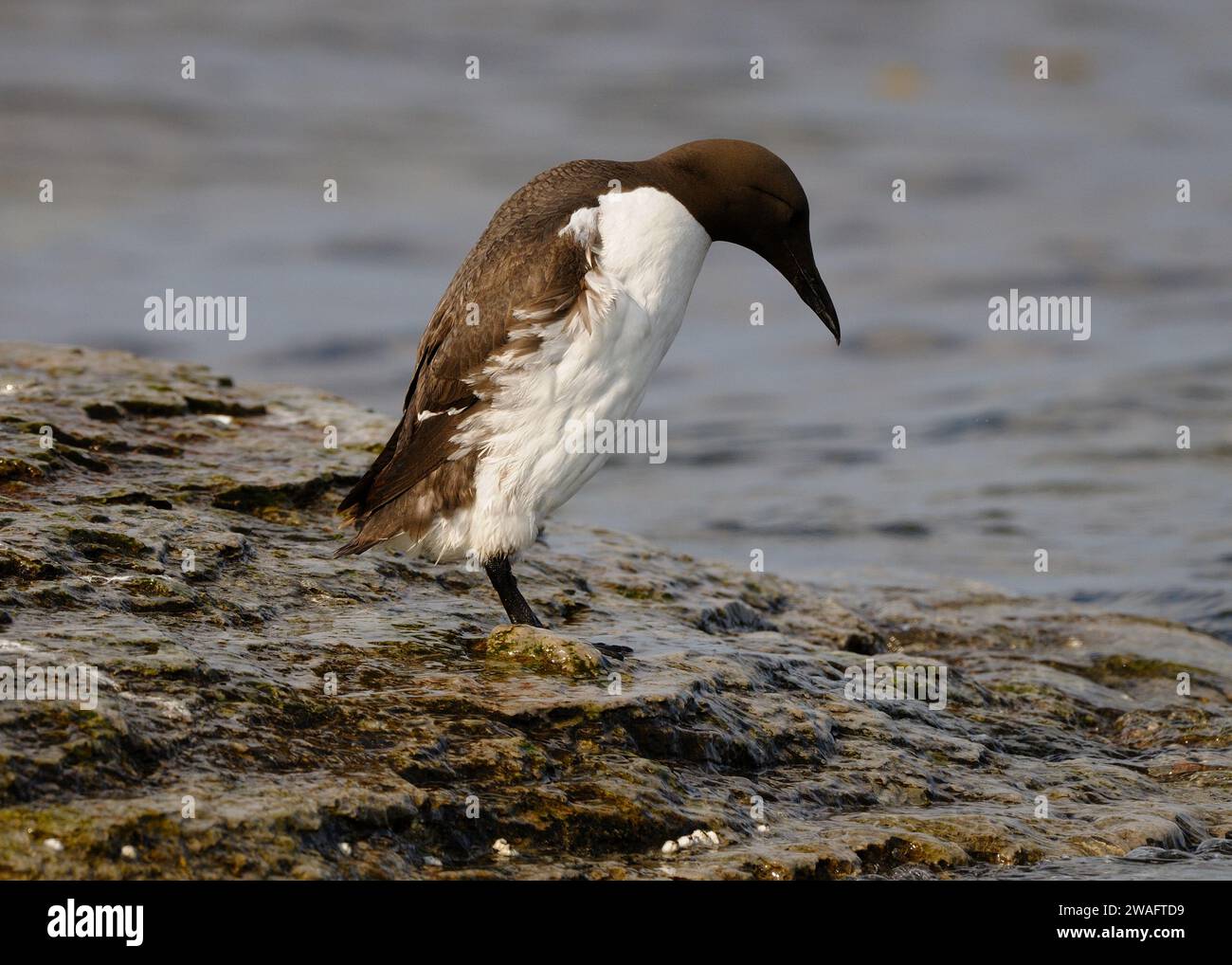 Common Murre on the edge a rock Stock Photo
