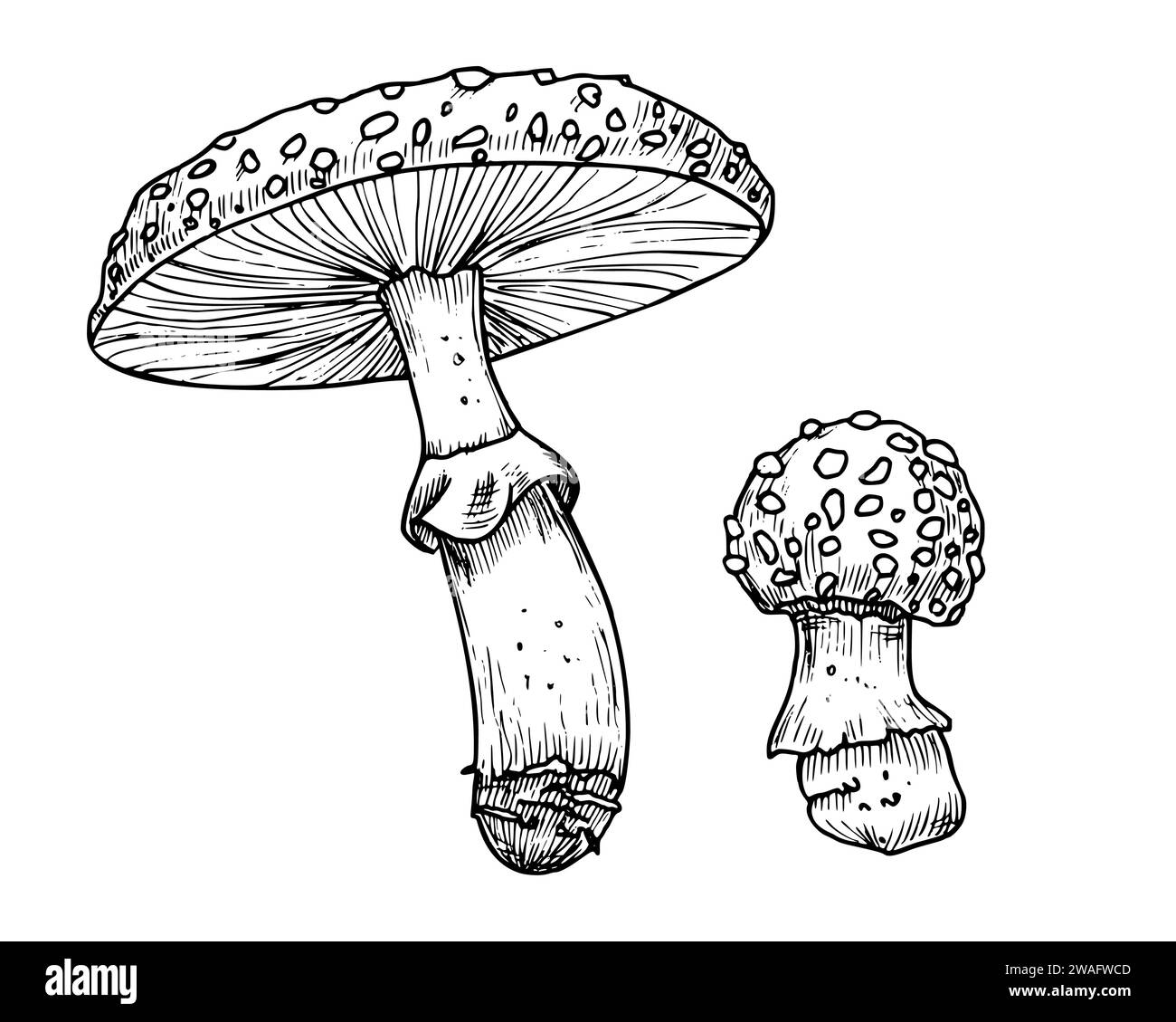 Drawing of Fly Agaric. Hand drawn vector illustrations set of forest psychedelic Mushroom in linear file. Sketch of magic fungus painted in by black and white colors. Sketch of woodland plant. Stock Vector