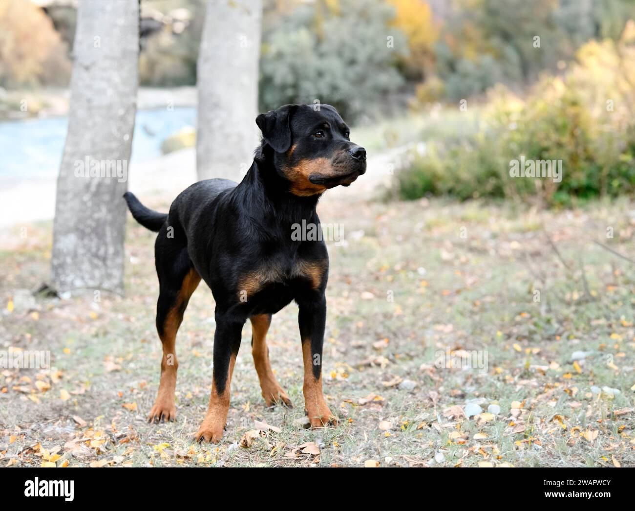picture of young rottweiler staying in the nature Stock Photo