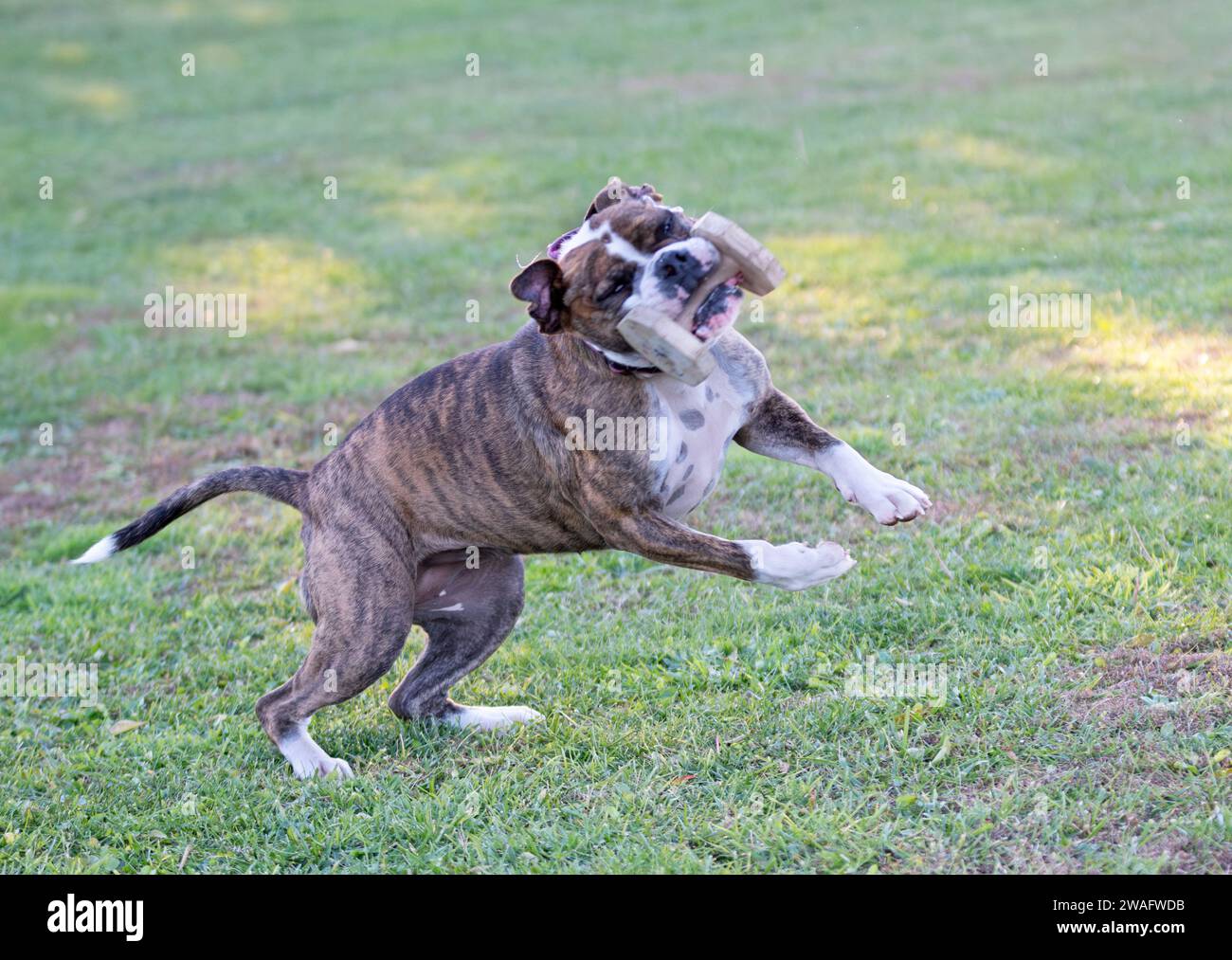 continental bulldog in front of nature background Stock Photo