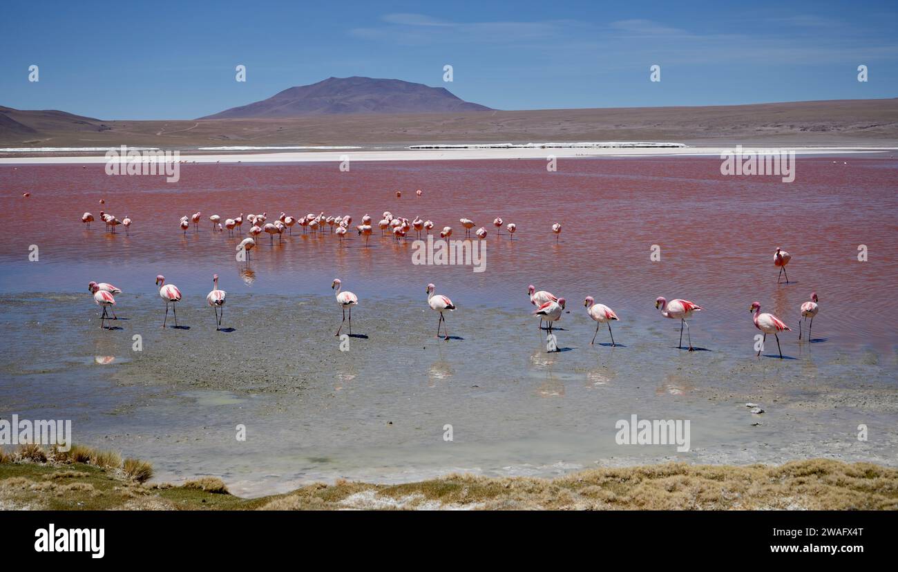 Flamingoes on the spectacular pink Laguna Colorada, Bolivia. Stock Photo