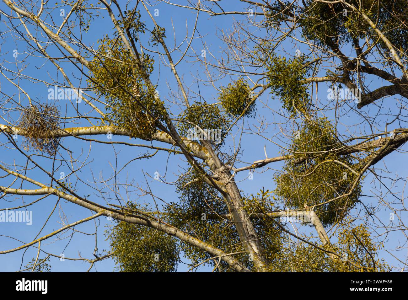 A sick withered tree attacked by mistletoe, viscum. They are woody ...