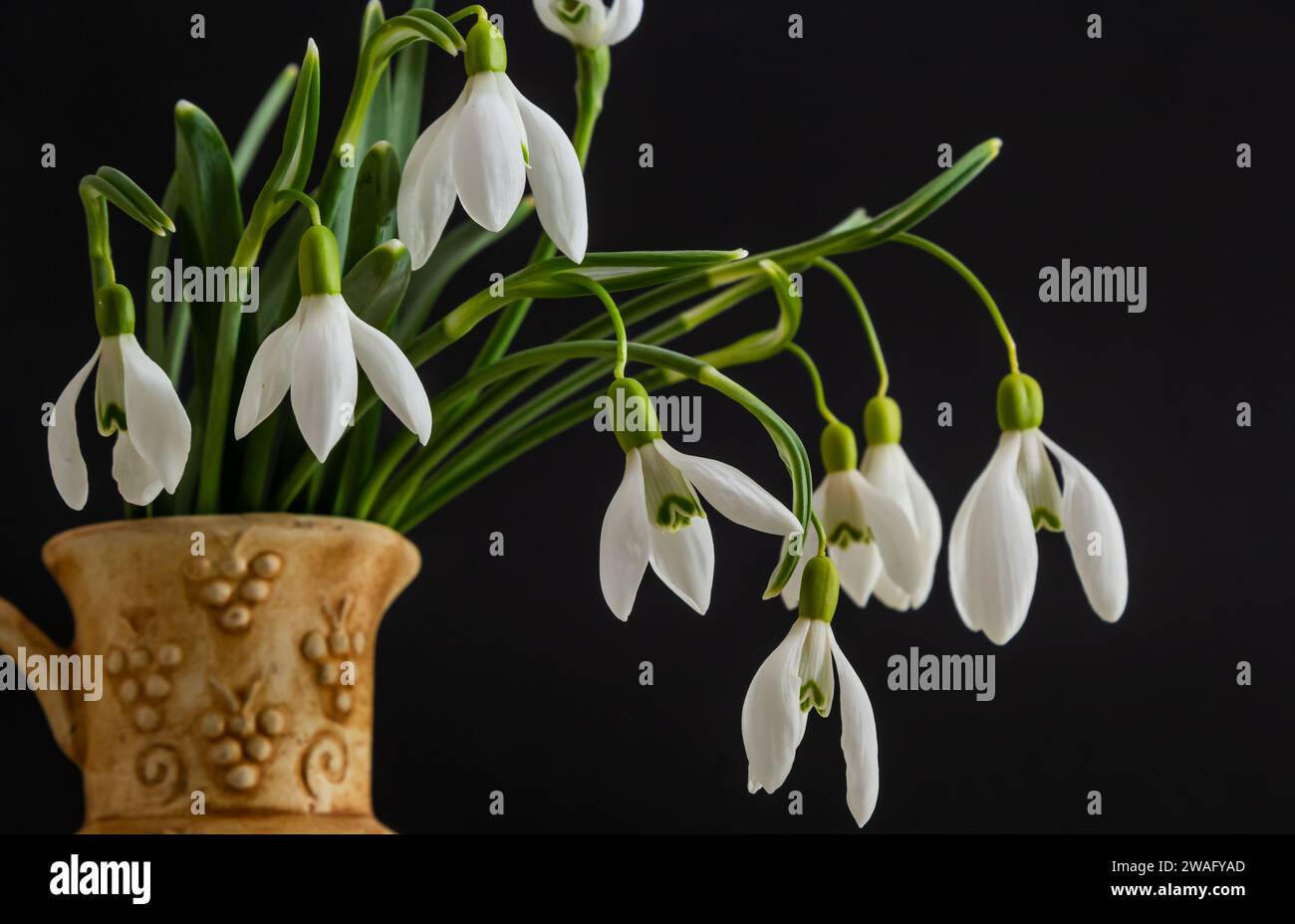 Spring snowdrops on black background. Beautiful first spring flower, close up. Stock Photo